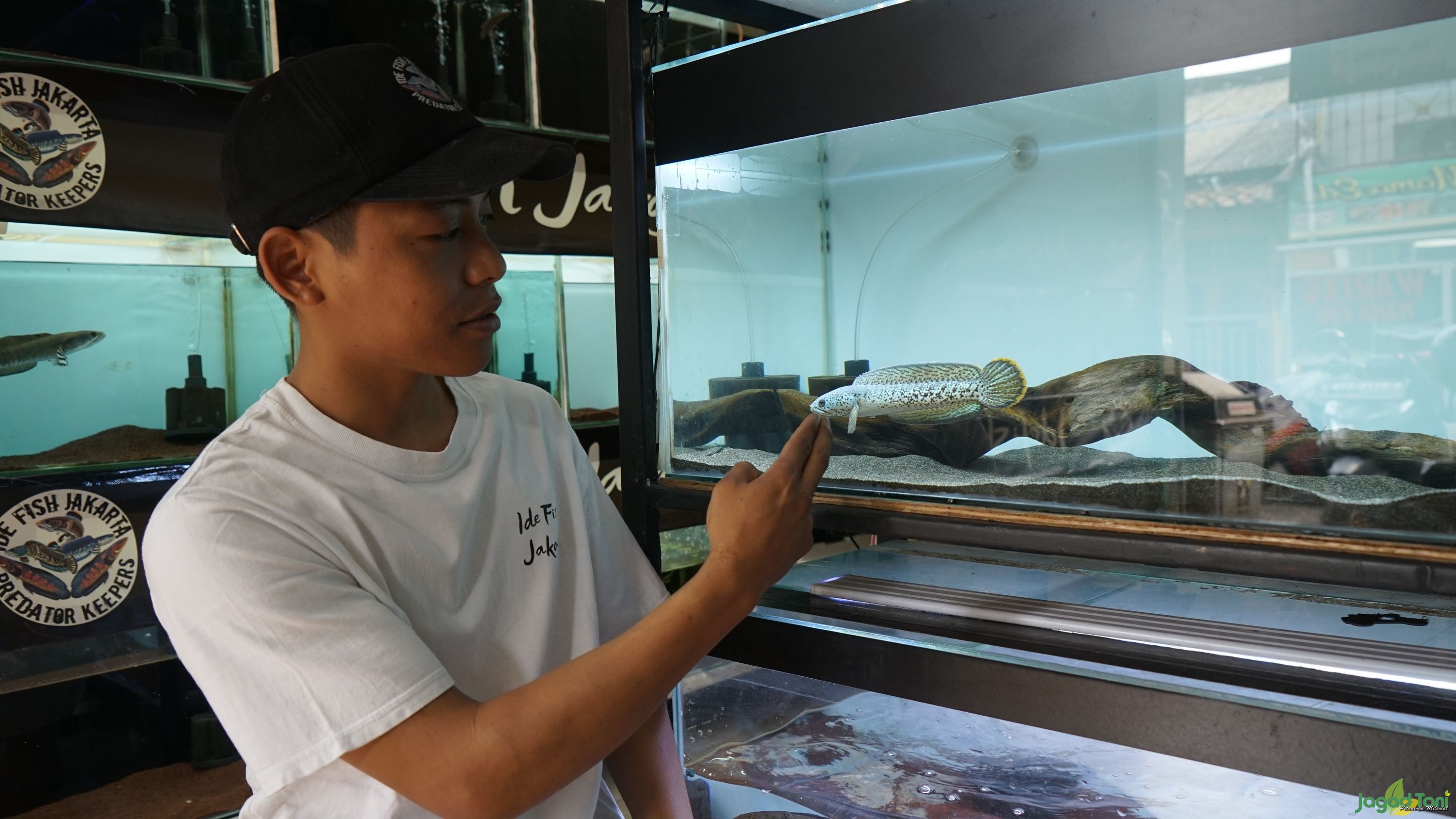 Ide Fish Jakarta - Langkah Mudah Menyiapkan Ikan Channa Kontes