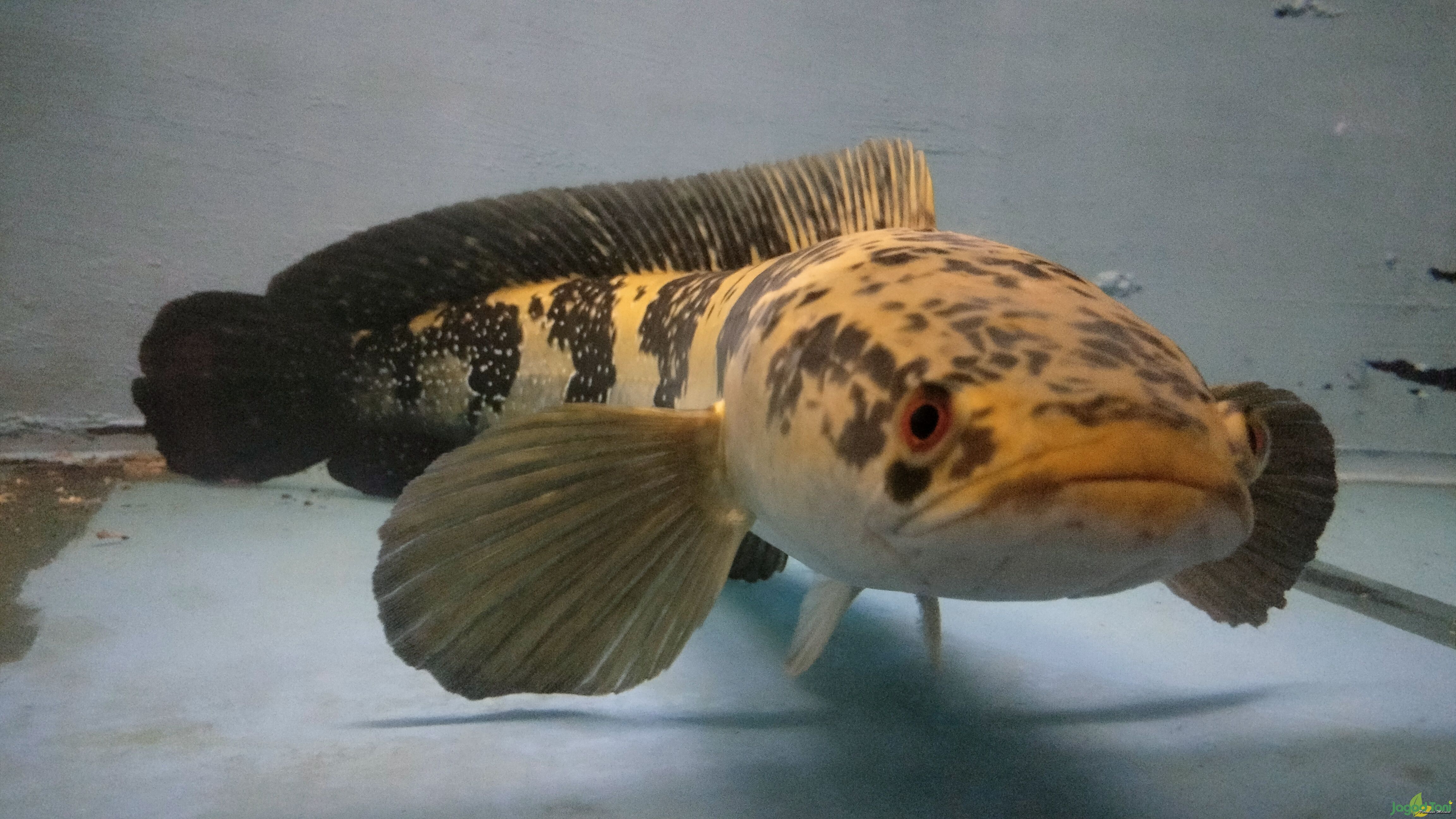 Ikan Channa 2023