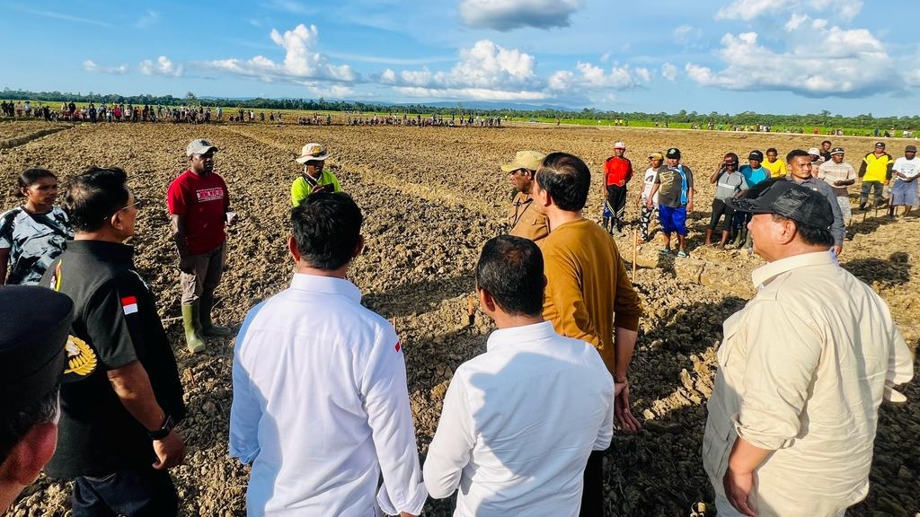 Jokowi Siapkan 10Ribu Hektar Ladang Jagung Papua 