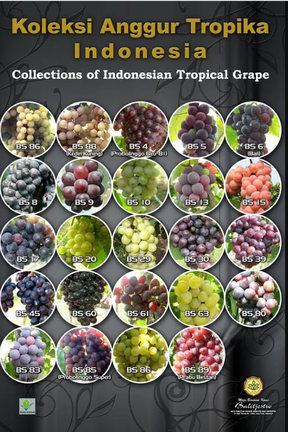Varietas anggur di Inonesia

