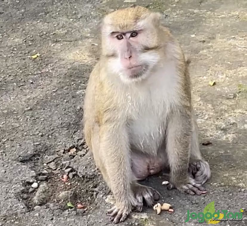  Primata Kera Rhesus