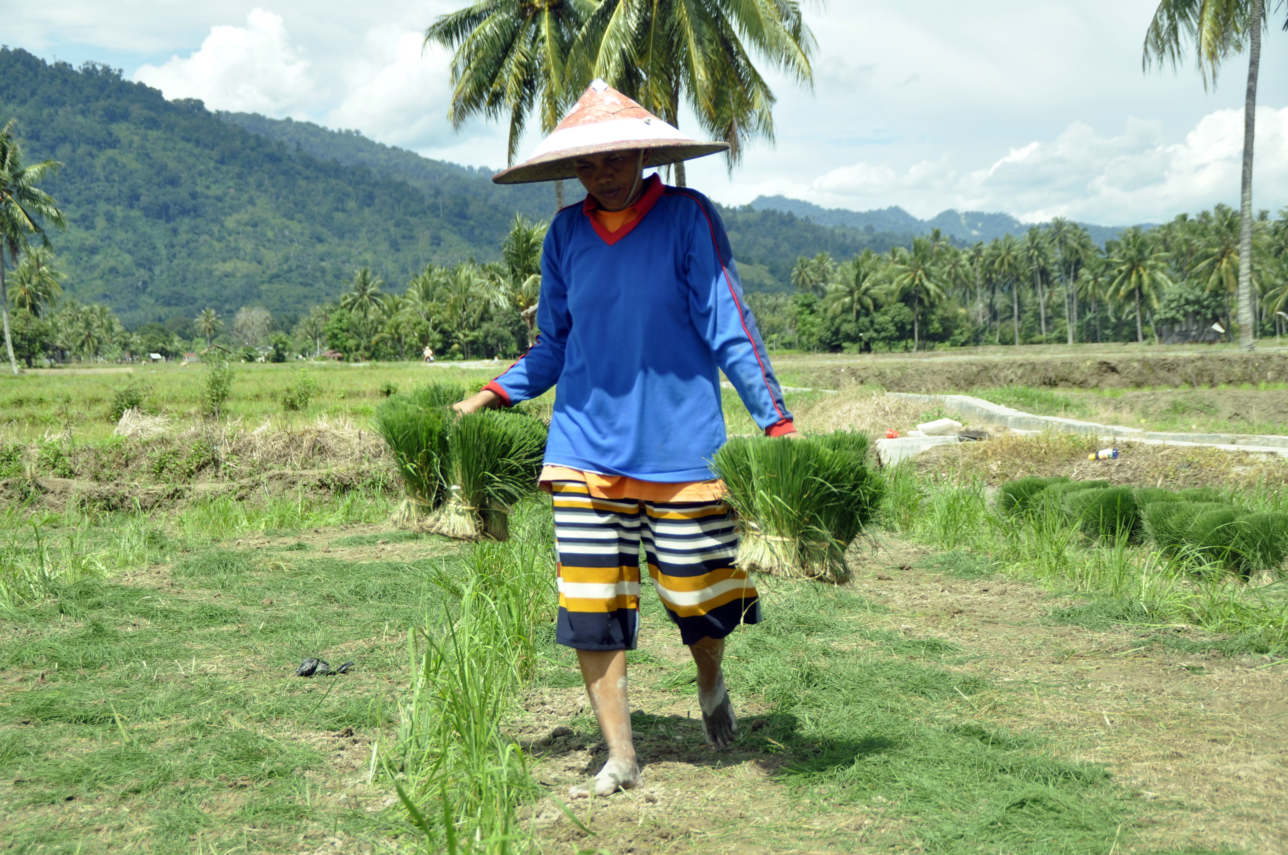 Petani Parimo Sulteng Butuhkan Alat Rice Transplanter