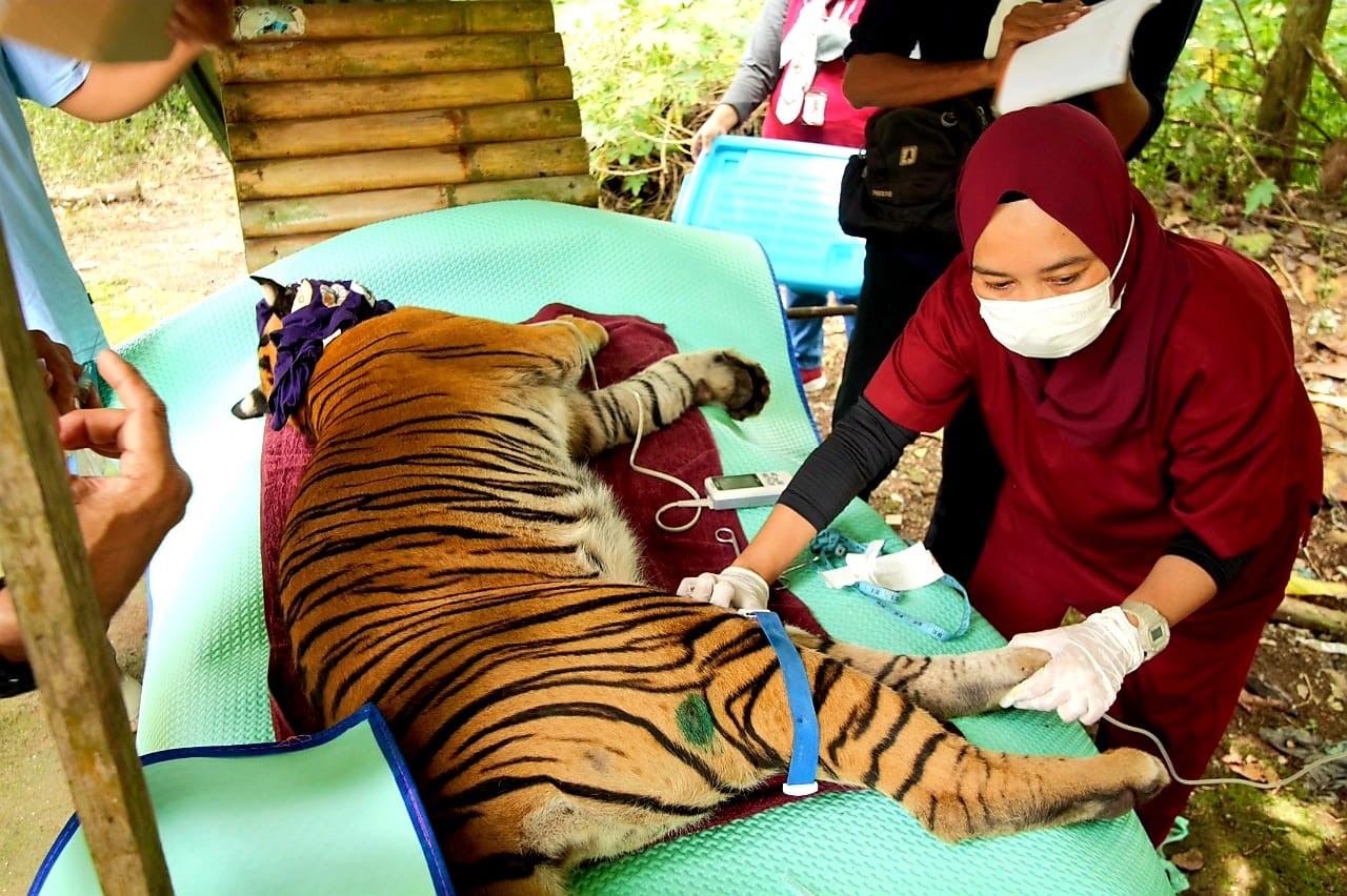 Fatimah Sari, S.KH. memeriksa kondisi kesehatan Harimau Sumatera 