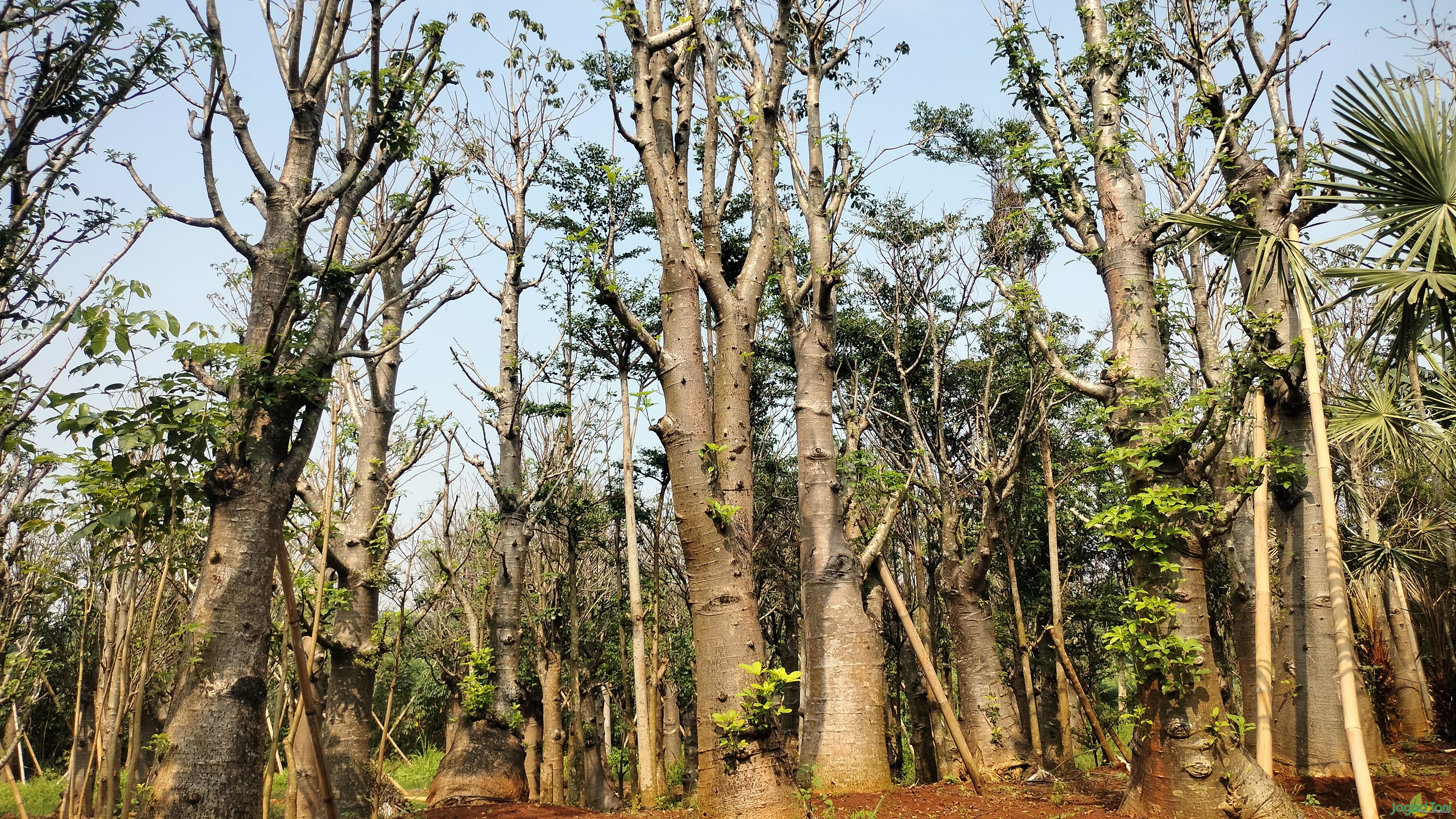 Pohon kaki gajah