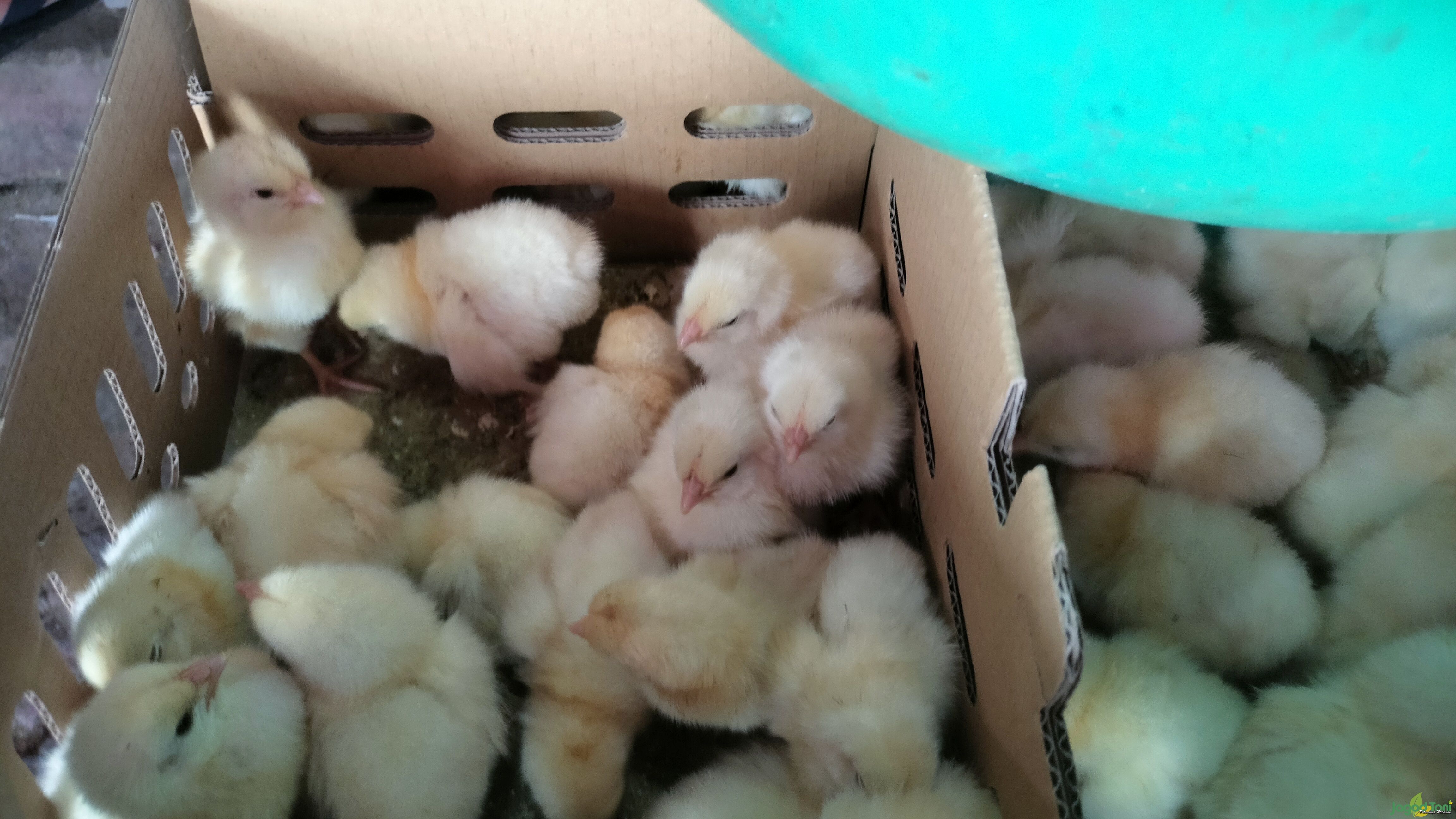 Harga anak ayam atau DOC 