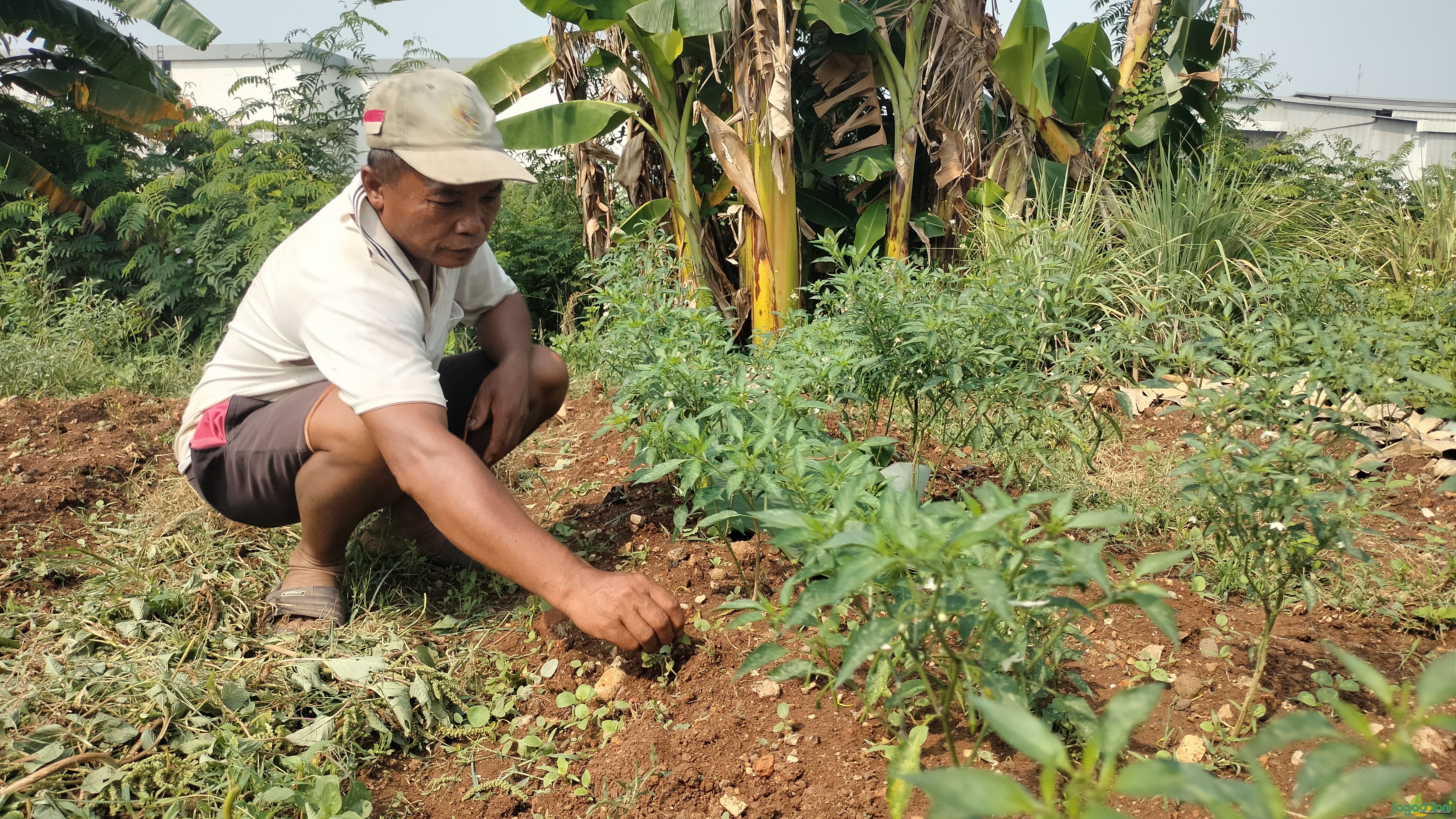 Supri petani lahan garapan di kota Bekasi