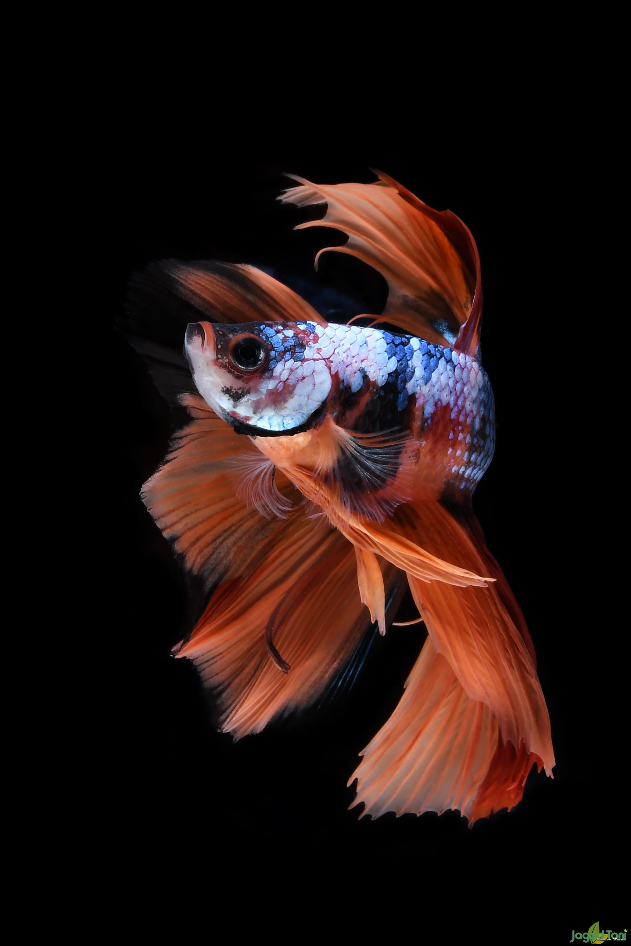 Ikan cupang Nemo Halfmoon Betta