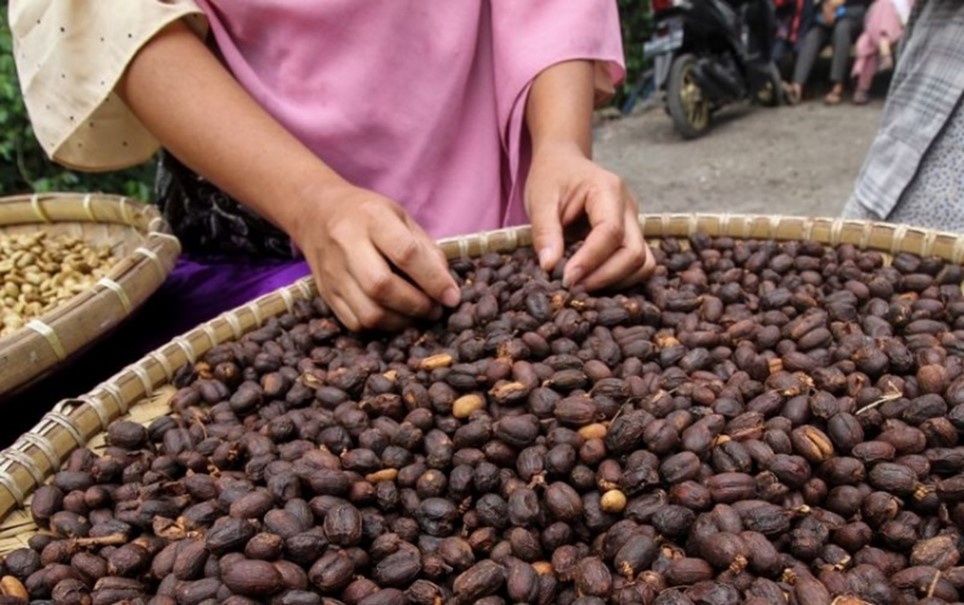 Biji kopi Gayo sebelum dikupas kulitnya