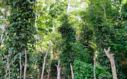 Pohon Lada di Gampong Bukeit Padang, Jambo Aye, Aceh Utara (Foto: mapesahaceh.com)