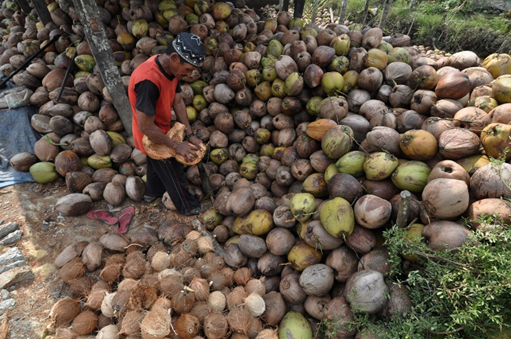 Kelapa di Simeuleu menjadi komoditas utama (Foto: Antara)
