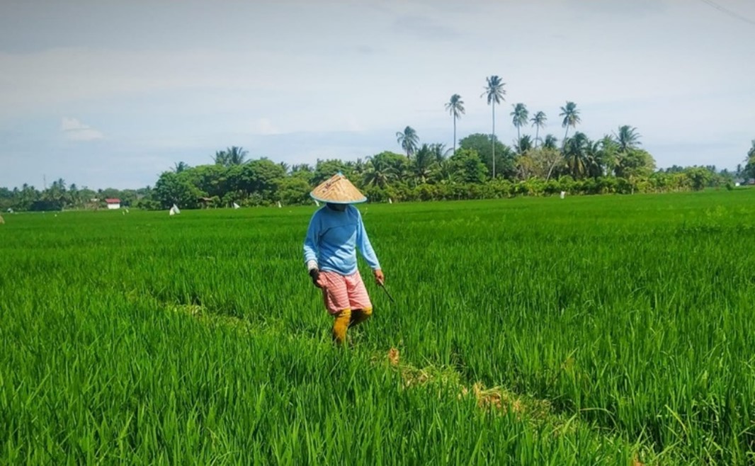 Petani di area persawahan di Desa Pasie LhokKecamatan Ingin Jaya, Aceh Besar (Foto:acehbesarkab.go.i