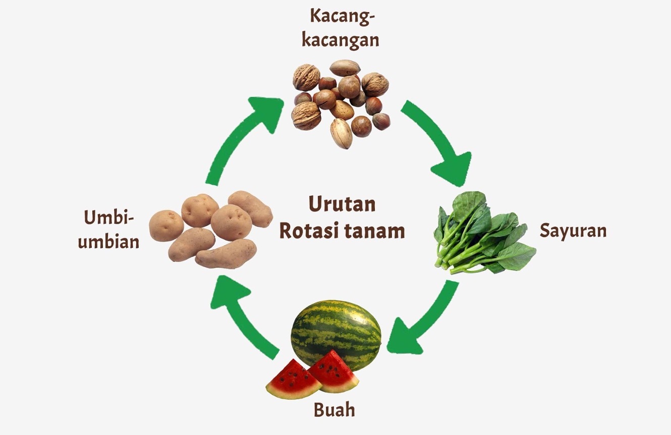 Siklus urutan tanaman