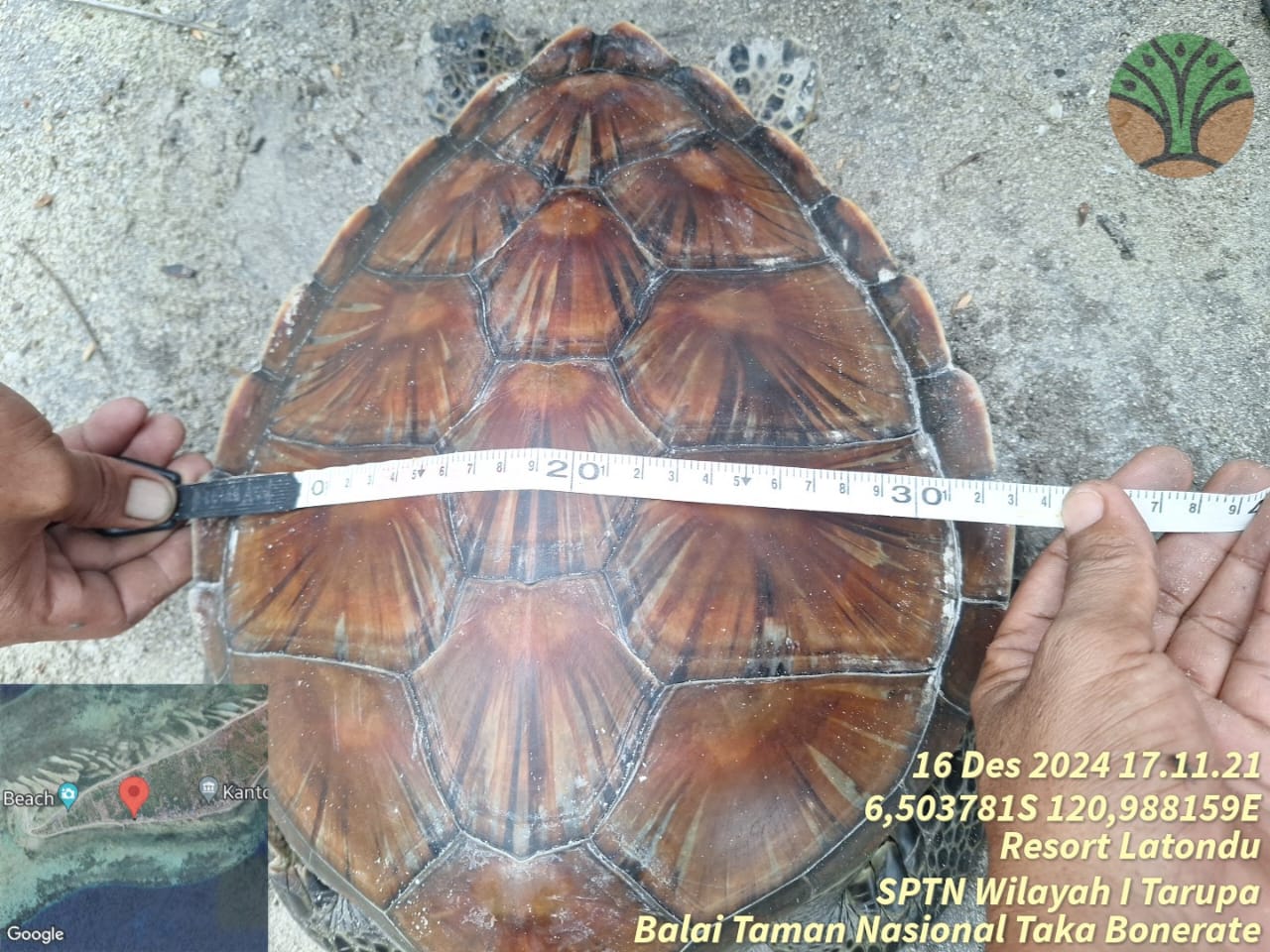 Penyu Hijau (Chelonia mydas)