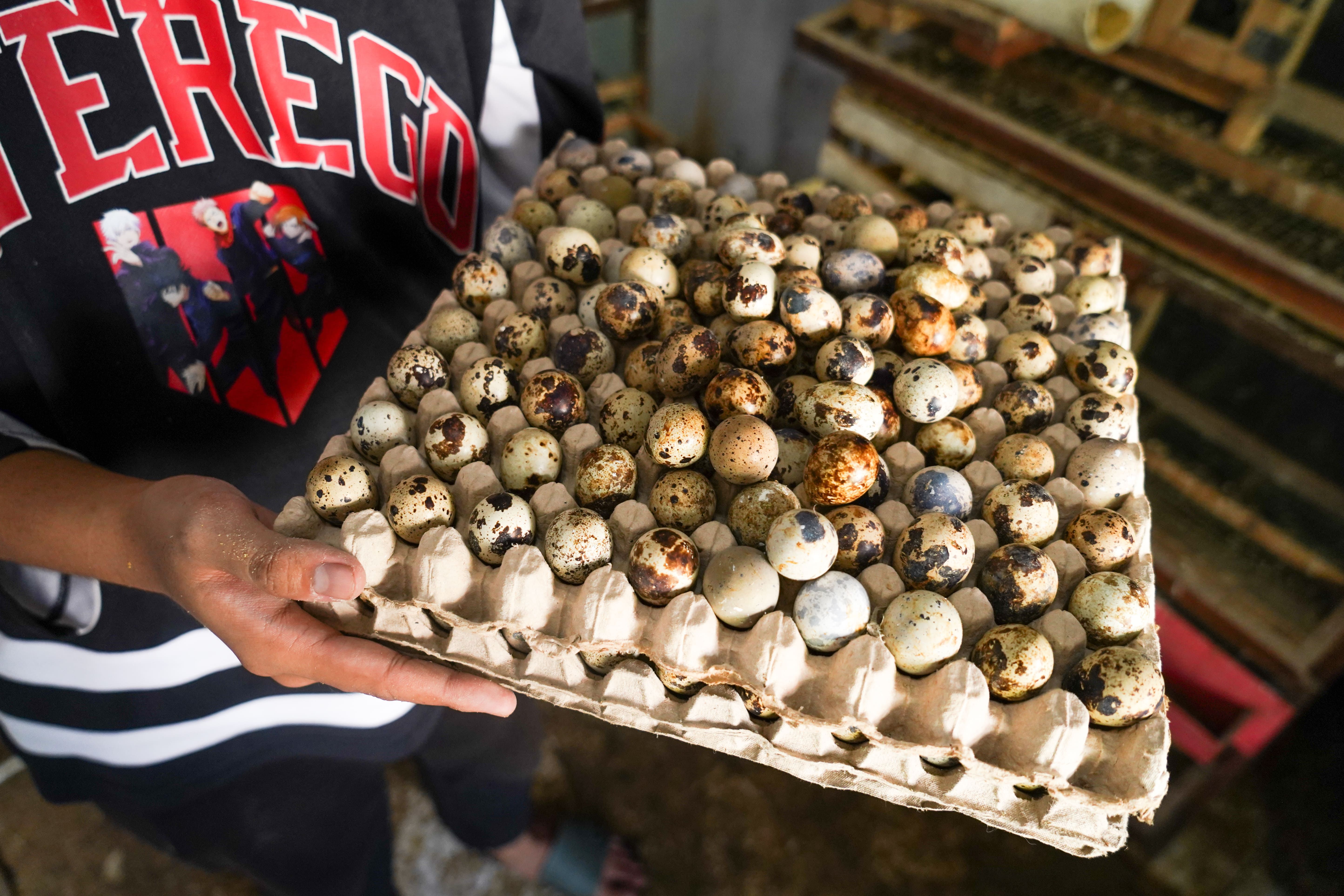 Panen Telur Puyuh di Pemula Farm