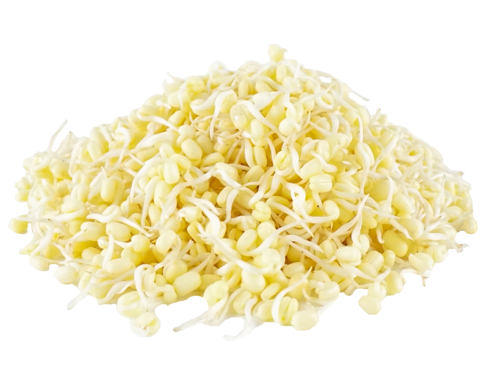 Tauge Kecambah – Baby Bean Sprouts